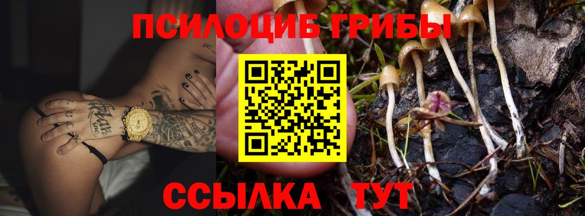 Галлюциногенные грибы Psilocybe Миллерово