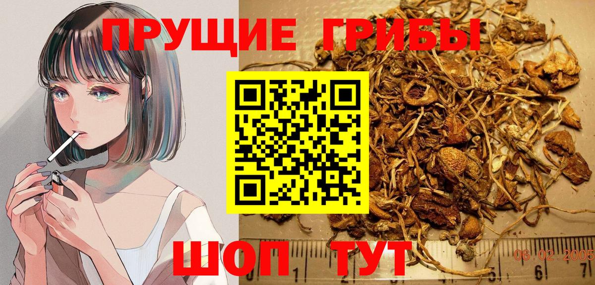 Миллерово  Псилоцибиновые грибы Magic Shrooms  Вход с VPN  Псилоцибиновые грибы Psilocybe 
